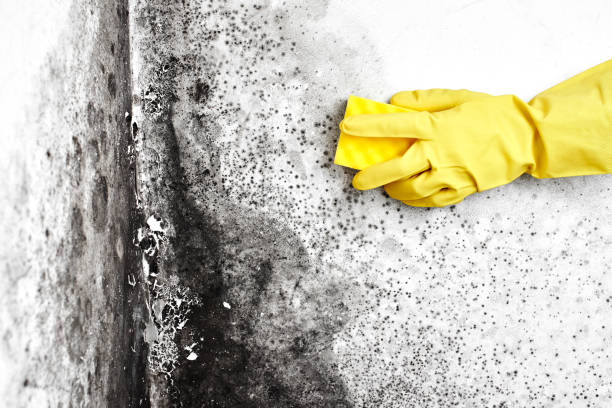 Best Commercial Mold Removal  in Alamo, GA