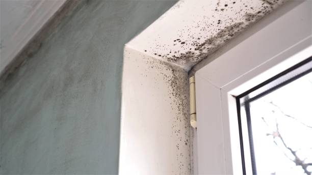 Best Black Mold Removal  in Alamo, GA