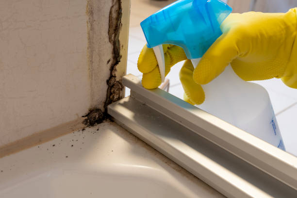 Best Emergency Mold Removal  in Alamo, GA