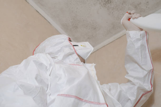 Mold Removal and Inspection in Alamo, GA