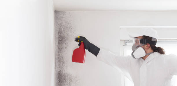 Best Mold Testing  in Alamo, GA