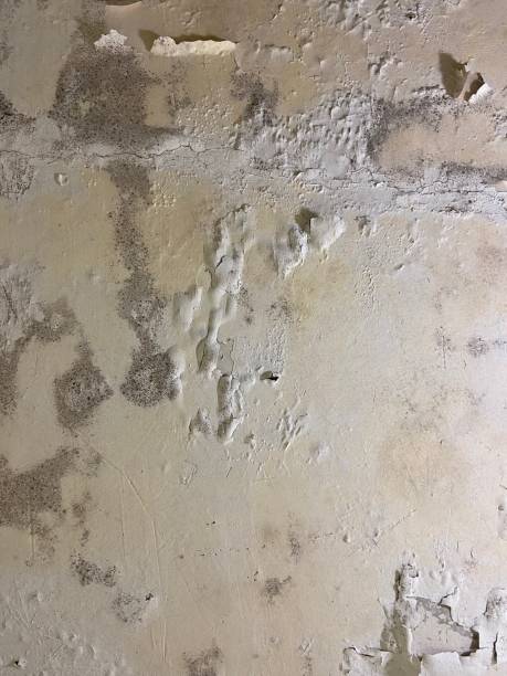  Alamo, GA Mold Removal Pros