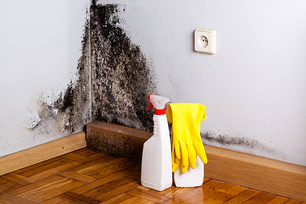 Best Mold Removal Company Near Me  in Alamo, GA